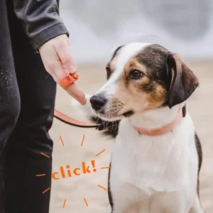 New Mini Finger Ring Clicker Effective Obedience Training Rattle Trainer Easy-to-Use Pet Supplies For Dogs Cats